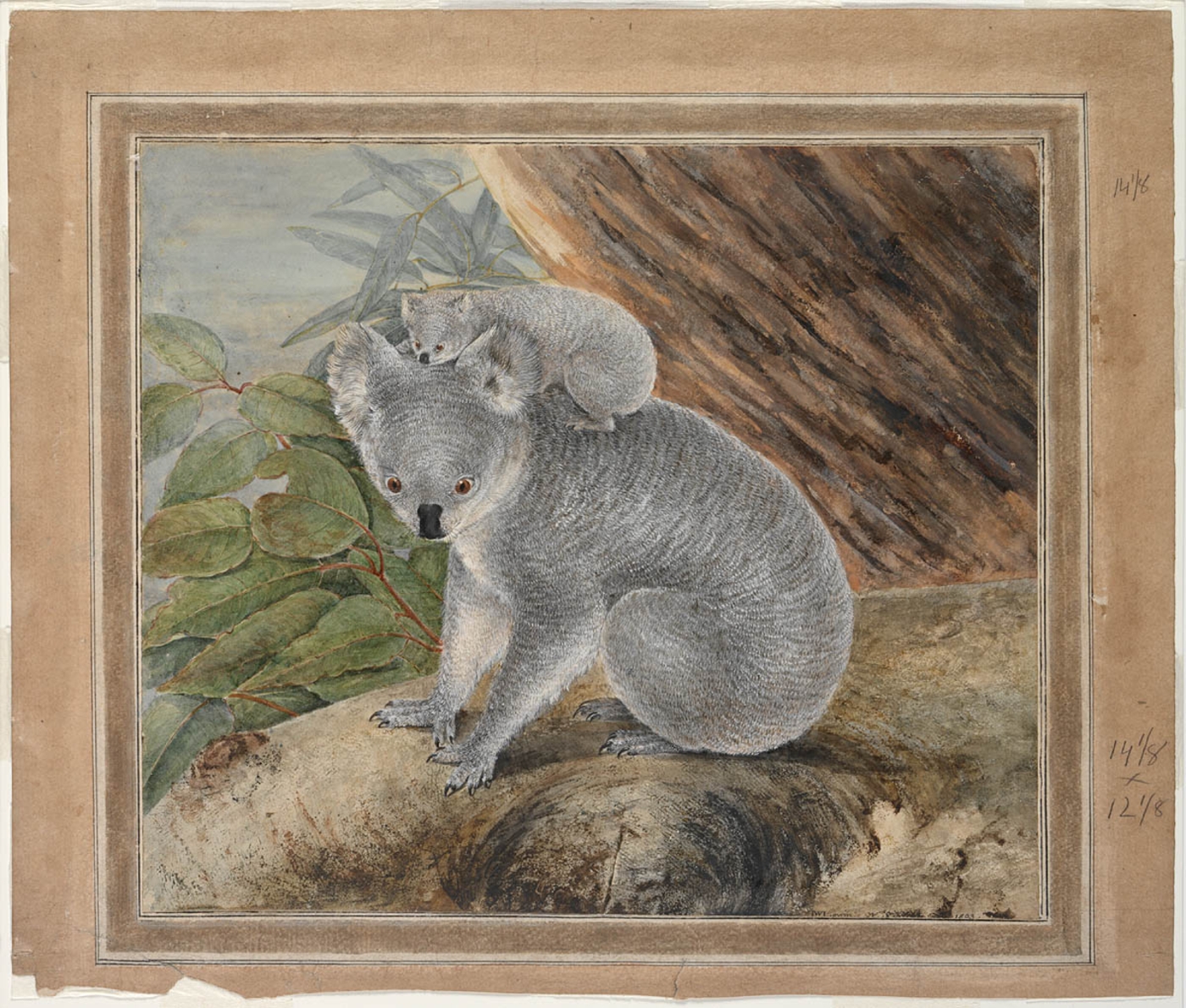 Why are natural vegetation and non-living habitat elements important to  animals? | State Library of NSW