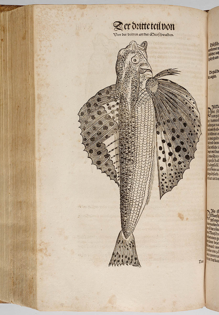 Book open to a page with drawing of fish with large wing-like fins.