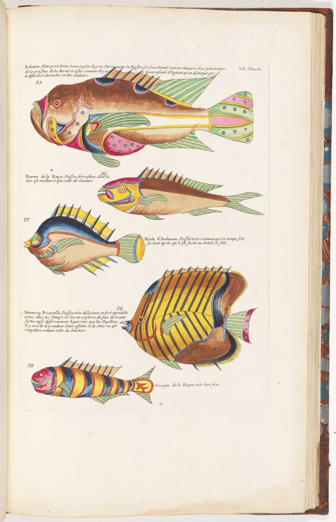 Page of a book with five colourful drawings of fish.